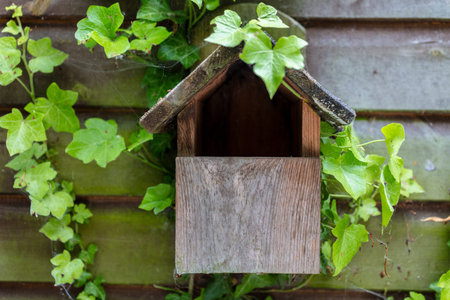 Bird house or bird box in summer or spring sunshine covered with cobwebs and green ivy leaves. Empty...