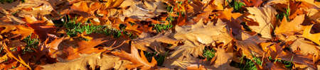 Panoramic web banner golden brown Autumn Fall oak tree leaves on the ground, nature background panoramaの写真素材
