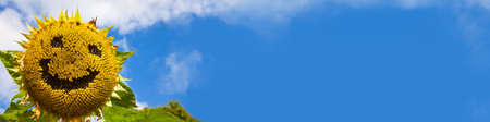 Panoramic sunflower with a smiley face created in its seeds panorama web banner in blue skyの写真素材