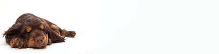Panorama with white background of cute Cocker Spaniel puppy dog sleeping. Panoramic web banner with copy space.の写真素材