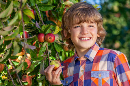 Happy smiling male boy child picking apples in an apple orchardの写真素材