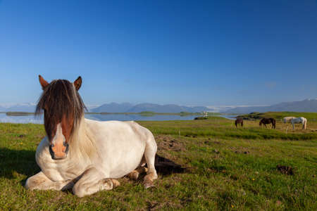 Icelandic Horses Resting in a Field in Northern Iceland with a lake, mountains and traditional buildings in the backgroundの写真素材
