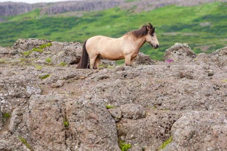 Icelandic Horse Standing on A Rocky Hillside, Northern Icelandの写真素材
