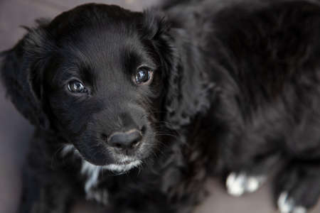 Cute black puppy dog laying down looking into cameraの写真素材