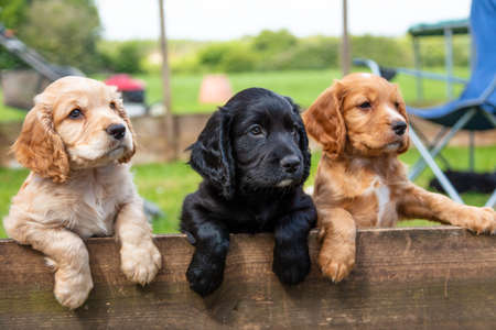 Three cute black and brown puppy dogs together leaning on a wooden fence outsideの写真素材