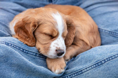 Cute light brown Spaniel puppy dog sleeping on the lap of a person wearing blue denim jeansの写真素材