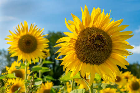 Sunflower in a field of sunflowers in summer sunshineの写真素材