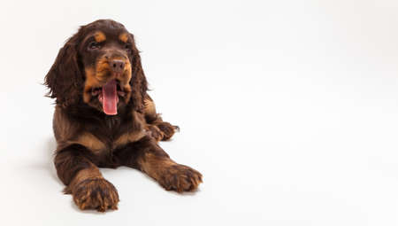 Cute Cocker Spaniel puppy dog looking thirsty with tongue hanging isolated out on white backgroundの写真素材