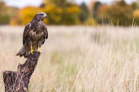 A wild buzzard sitting on an old tree branch in the countryside looking and hunting for prey. The Buzzard is a bird of prey in the Hawk and Eagle family.の写真素材