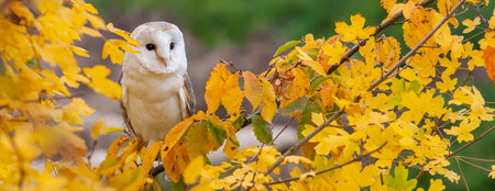 Common Barn Owl, Tyto alba, in a tree during Autumn or Fallの写真素材