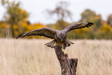 A wild buzzard standing on an old tree branch in the countryside wings spread. The Buzzard is a bird...