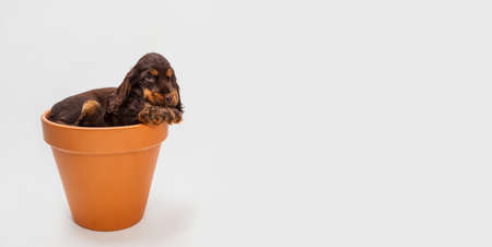 Cute Cocker Spaniel puppy dog sleeping inside a big flower pot looking up with one eye openの写真素材