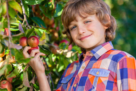Outdoor portrait of happy young boy male child picking an organic red apple from a tree in an orchard and smiling with perfect teethの写真素材