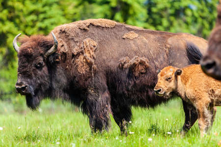 American Bison or Buffalo with calf and herdの写真素材