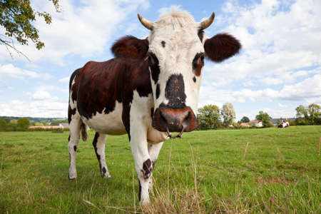 Cow or bull in a farm field, Normandy, France, Europeの写真素材
