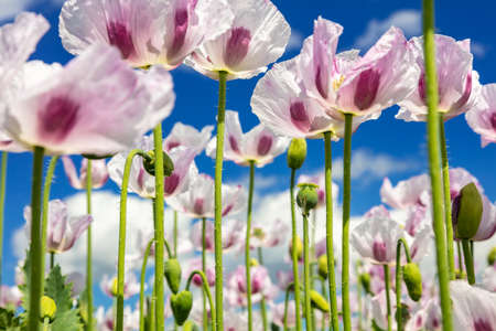 Close up photograph of pink poppies flowers growing in a summer field with bright blue sky and white cloudsの写真素材