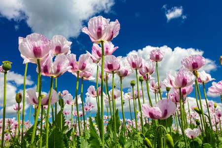 Close up photograph of pink poppies flowers growing in a summer field with bright blue sky and white cloudsの写真素材