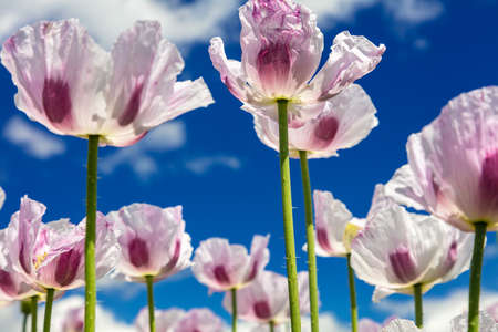 Close up photograph of pink poppies flowers growing in a summer field with bright blue sky and white cloudsの写真素材