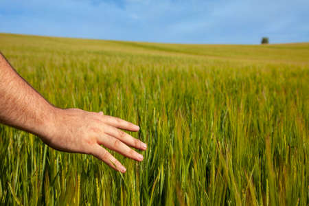 Male farmer feeling touching touching, the top of a field of barley with his handの写真素材
