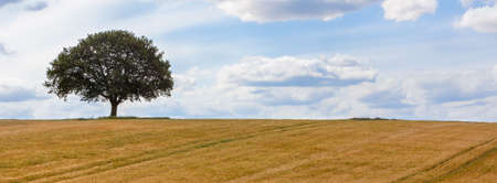 Panorama oak tree on the horizon in a field of wheat or Barley panoramic web banner headerの写真素材