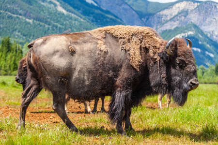 American Bison (Bison Bison) or Buffalo outside in a field surrounded by mountainsの写真素材