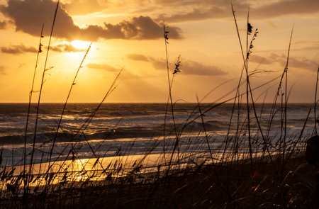 Tranquil empty beach with long grass and sand dunes at dawn sunrise or sunsetの写真素材