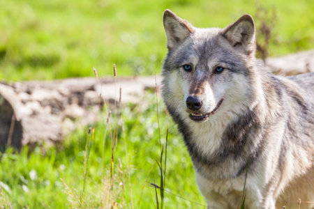 North American Gray Wolf, Canis Lupus with Blue Eyesの写真素材