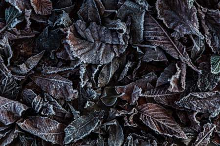 Close up of cold Winter leaves covered in frostの写真素材