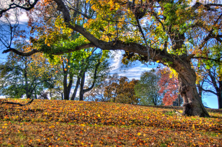 Fall Colors in Fairmount Parkの写真素材