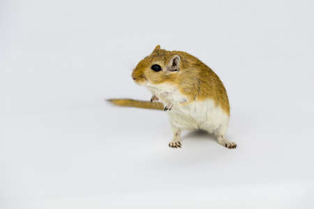 a brown and white gerbil, rodent, on white backgroundの写真素材
