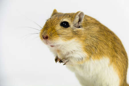 a brown and white gerbil, rodent, on white backgroundの写真素材