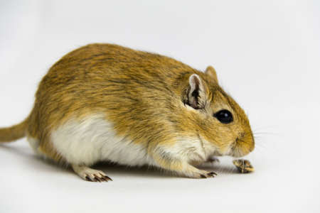 a brown and white gerbil eating a pipe on white backgroundの写真素材