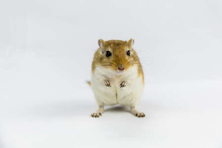 a brown and white gerbil, rodent, on white backgroundの写真素材