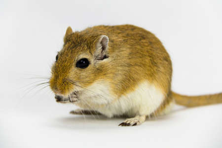 a brown and white gerbil eating a pipe on white backgroundの写真素材