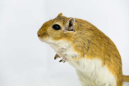 a brown and white gerbil, rodent, on white backgroundの写真素材