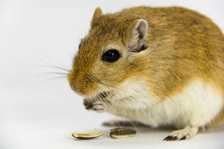 a brown and white gerbil eating a pipe on white backgroundの写真素材