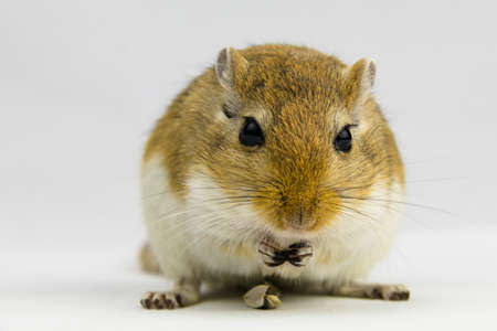 a brown and white gerbil eating a pipe on white backgroundの写真素材