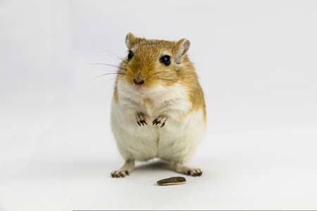 a brown and white gerbil eating a pipe on white backgroundの写真素材