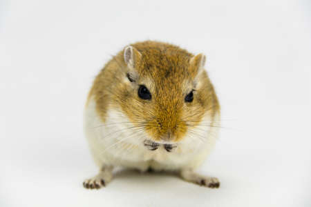 a brown and white gerbil eating a pipe on white backgroundの写真素材