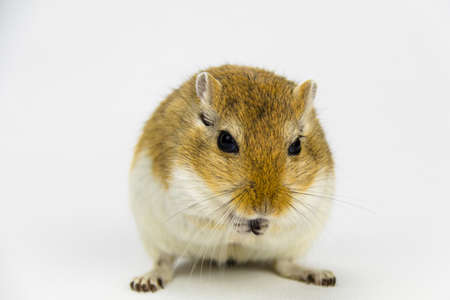a brown and white gerbil eating a pipe on white backgroundの写真素材
