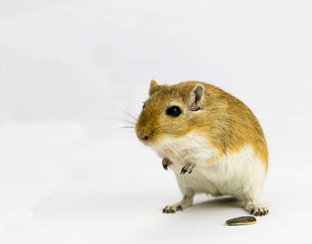 a brown and white gerbil eating a pipe on white backgroundの写真素材