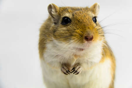 a brown and white gerbil, rodent, on white backgroundの写真素材