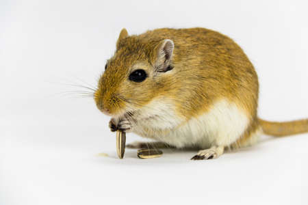 a brown and white gerbil eating a pipe on white backgroundの写真素材
