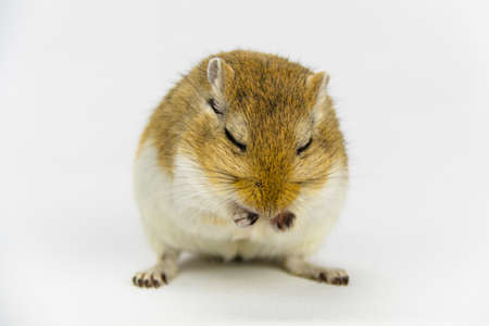 a brown and white gerbil eating a pipe on white backgroundの写真素材