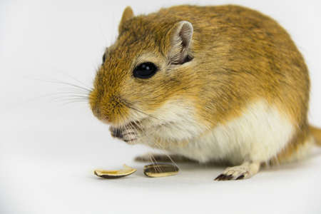 a brown and white gerbil eating a pipe on white backgroundの写真素材