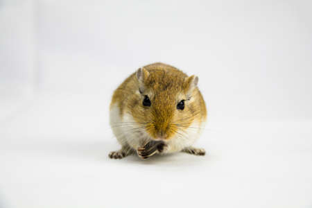 a brown and white gerbil eating a pipe on white backgroundの写真素材