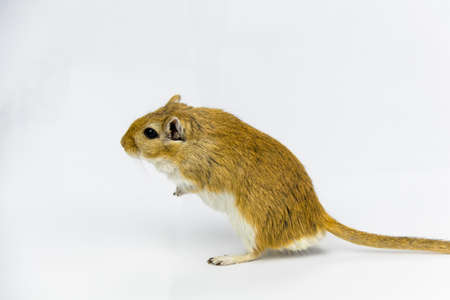 a brown and white gerbil, rodent, on white backgroundの写真素材