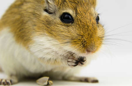 a brown and white gerbil eating a pipe on white backgroundの写真素材
