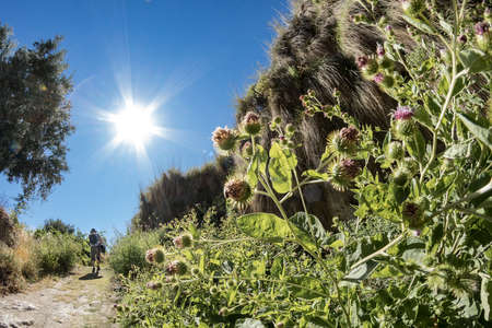 hiker walking on a path of Gorafe with lots of vegetation and a bright summer sun, Andalusia, Spainの写真素材