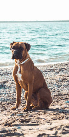 Boxer dog on the beach. Face expression and poses. Copy spaceの写真素材